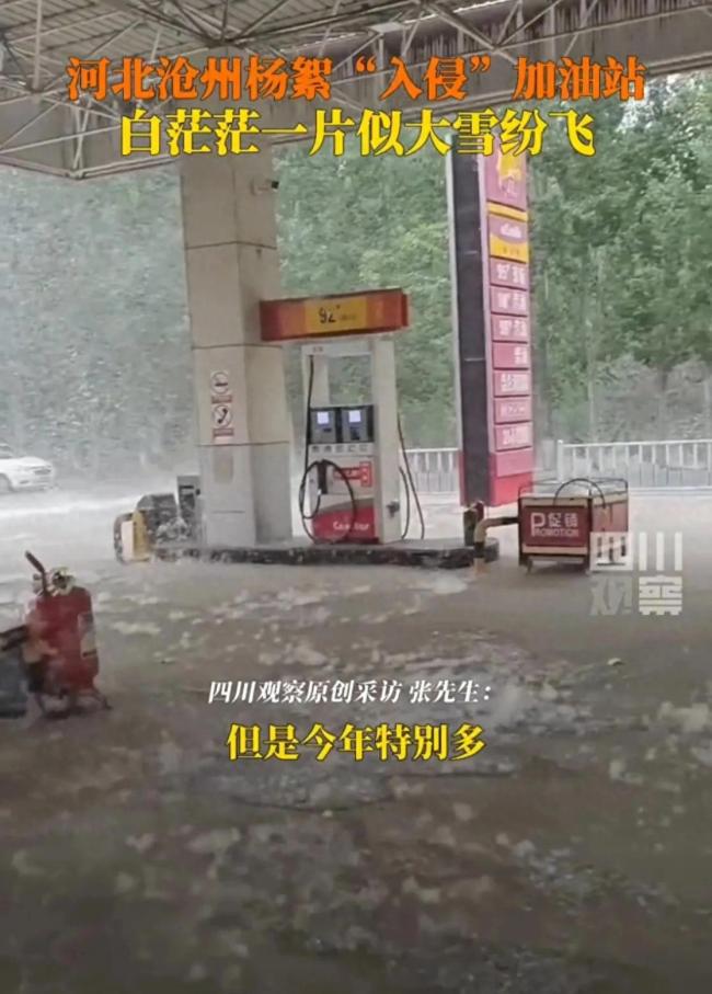 河北沧州杨絮“入侵”加油站 白色风暴引关注