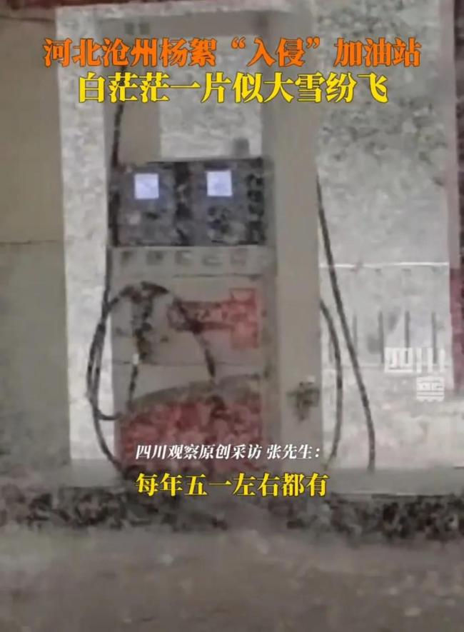 河北沧州杨絮“入侵”加油站 白色风暴引关注