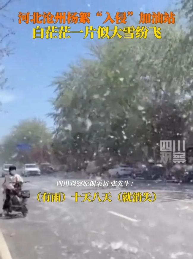河北沧州杨絮“入侵”加油站 白色风暴引关注
